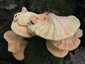 Sárga gévagomba (Laetiporus sulphureus), Budai-hegység